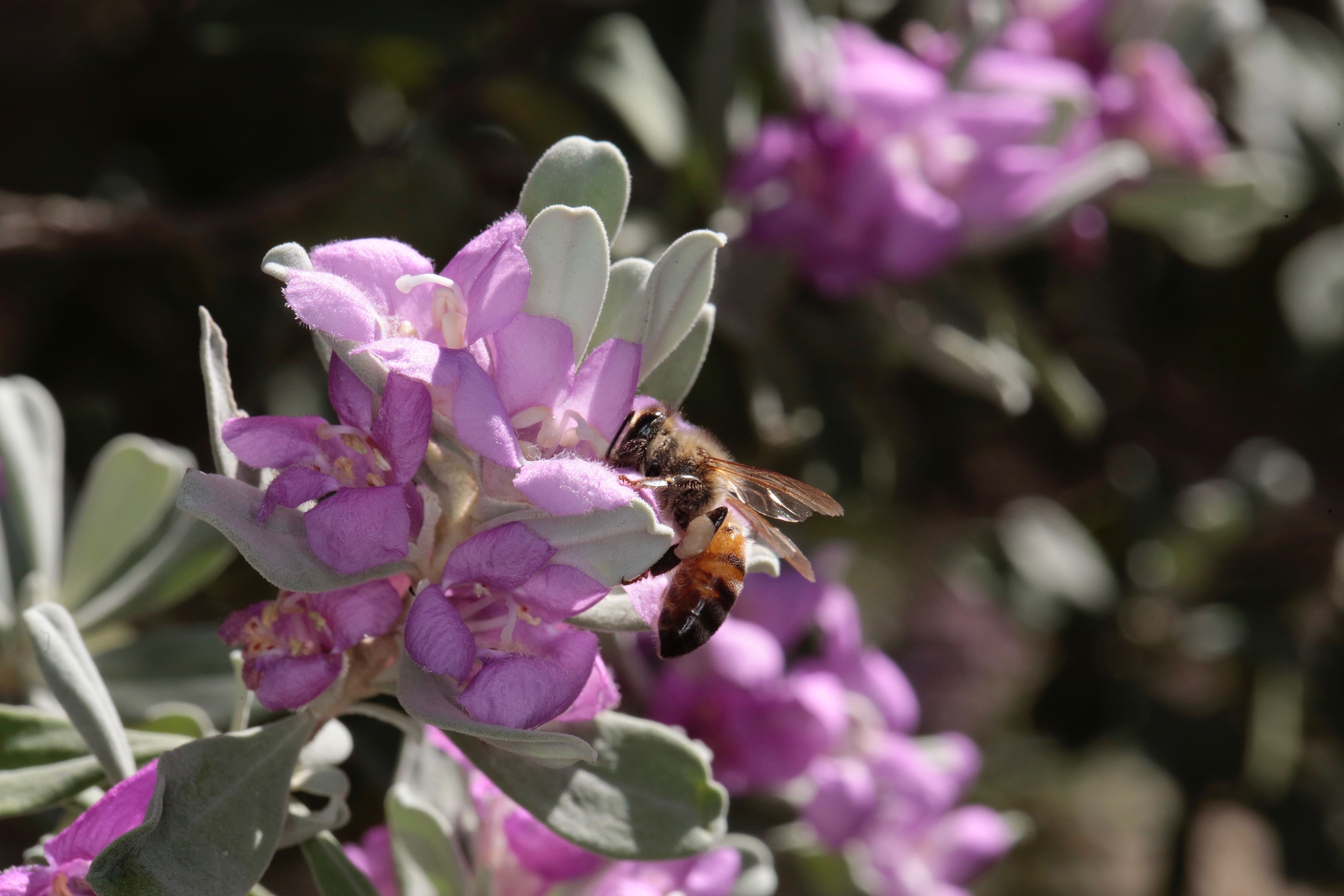 10 Houston Native Plants to Use in Landscaping